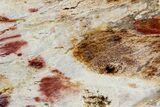 Colorful Polished Killaloe Opal Slab - Australia #353861-1